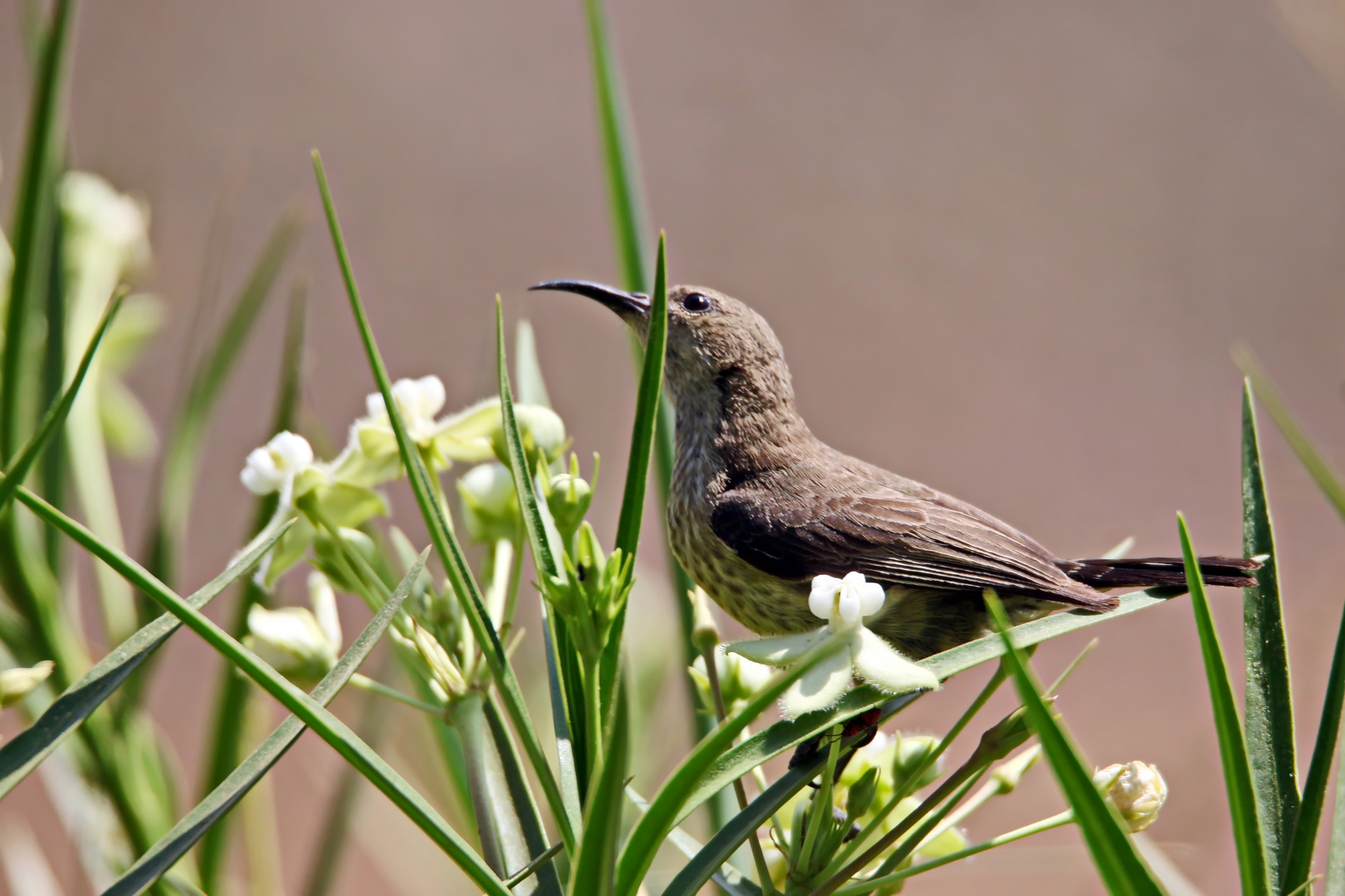 Black Sunbird (Chalcomitra amethystina)