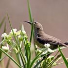 Black Sunbird (Chalcomitra amethystina)