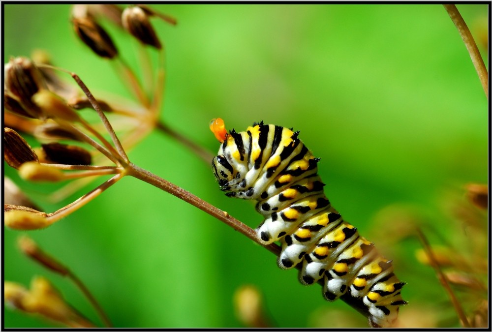 black swallow tail caterpillar