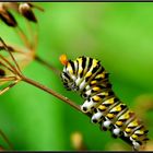 black swallow tail caterpillar