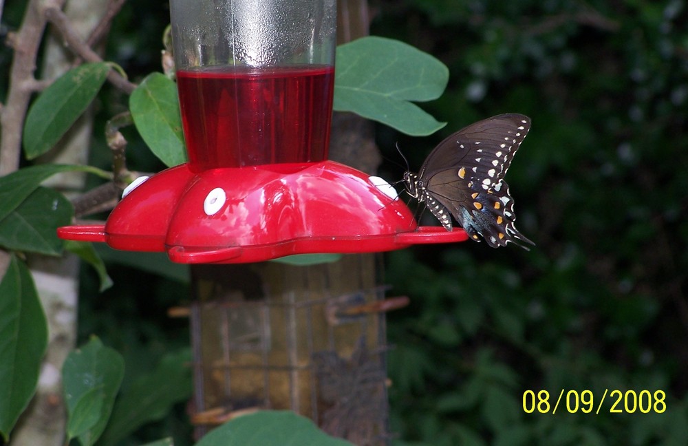 BLACK SWALLOWTAIL BUTTERFLY and THE HUMMINGBIRD FEEDER