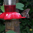 BLACK SWALLOWTAIL BUTTERFLY and THE HUMMINGBIRD FEEDER