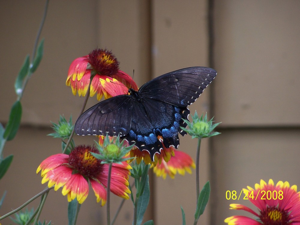 BLACK SWALLOWTAIL BUTTERFLY on the ARIZONA SUNSET BLANKET FLOWERS