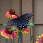 BLACK SWALLOWTAIL BUTTERFLY on the ARIZONA SUNSET BLANKET FLOWERS