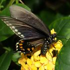 BLACK SWALLOWTAIL