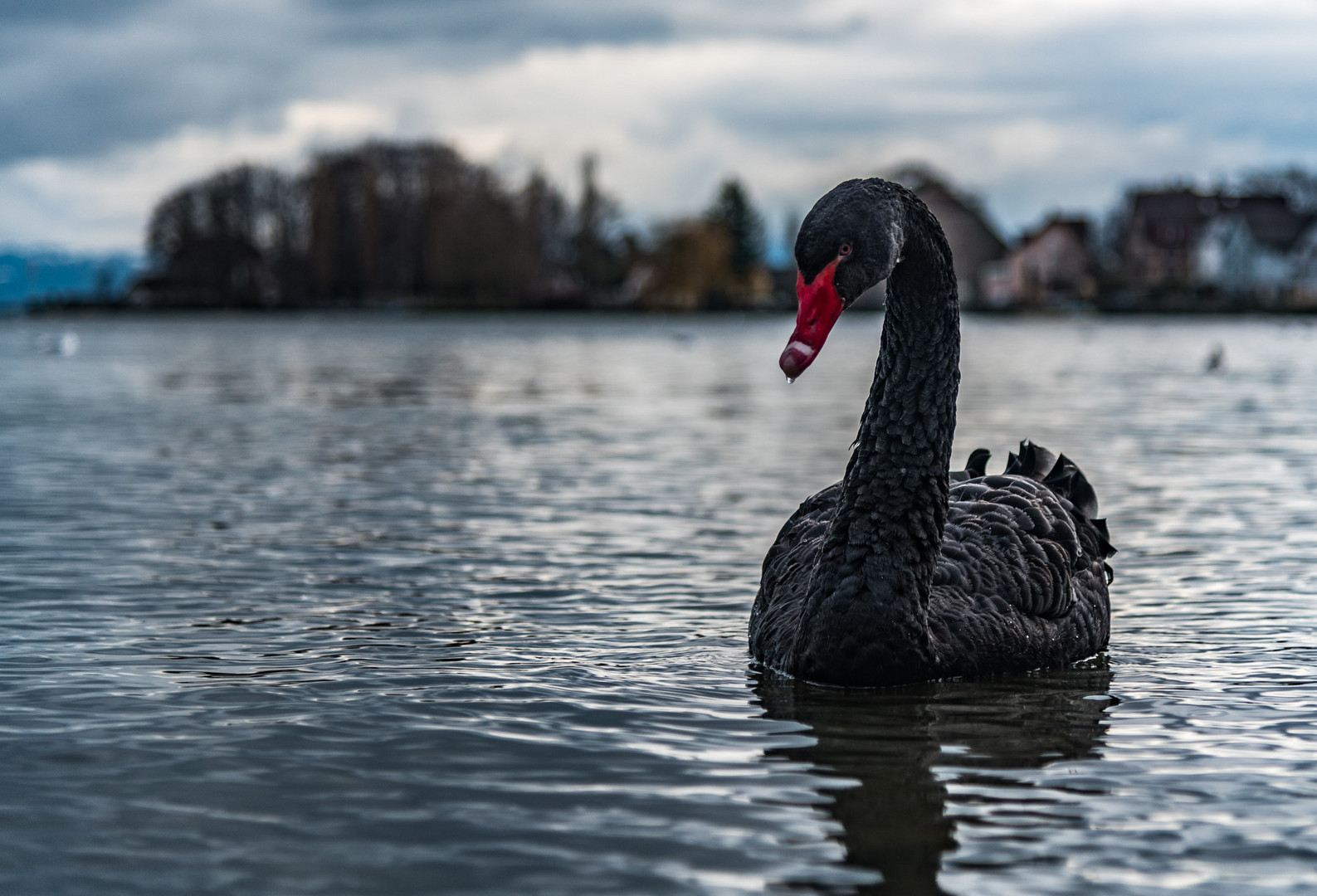 Black Swan 01