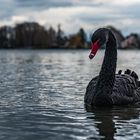 Black Swan 01