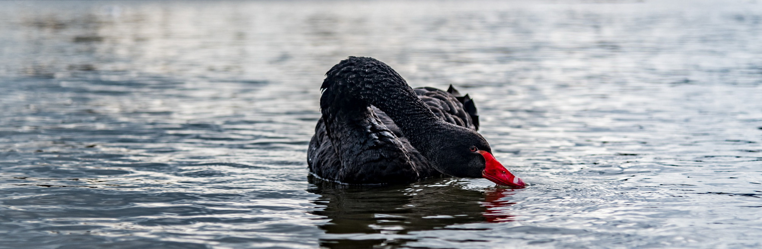 Black Swan 02