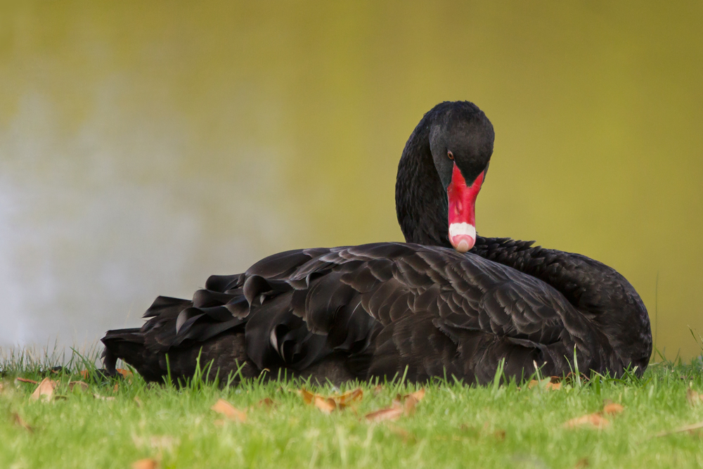 Black Swan