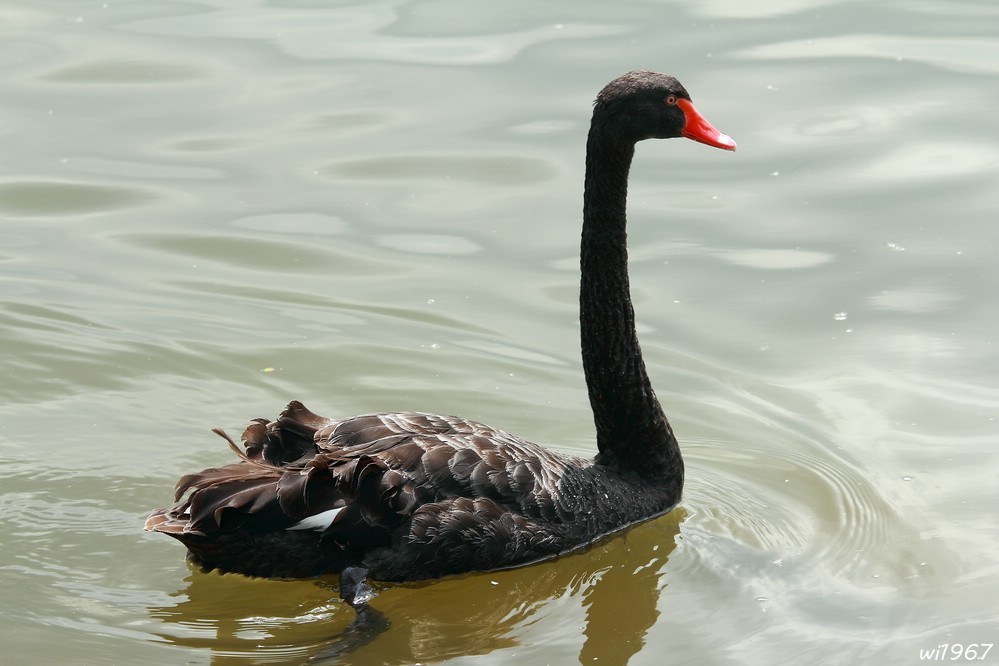 Black Swan -1-