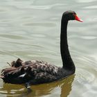 Black Swan -1-