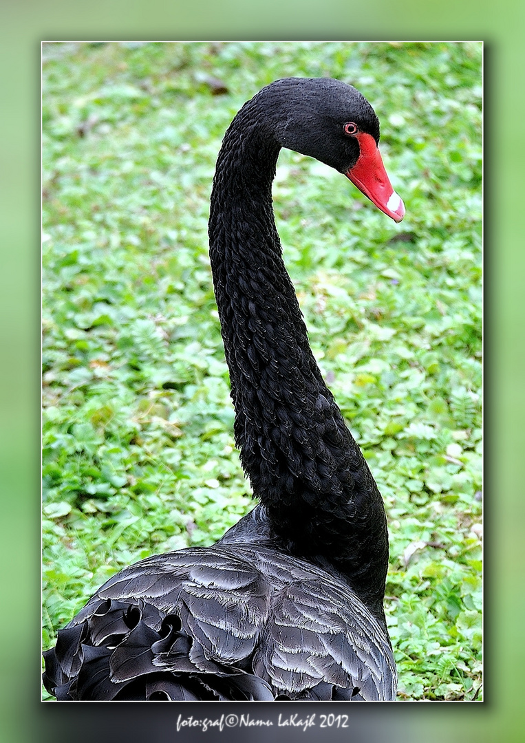 Black Swan