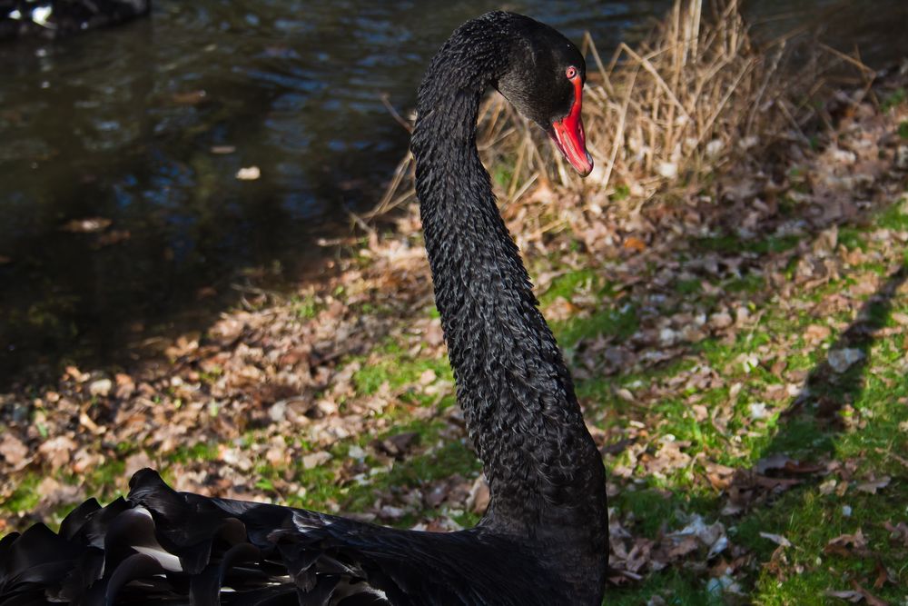 Black Swan