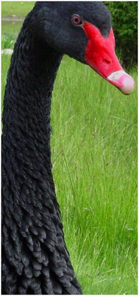 Black Swan 2