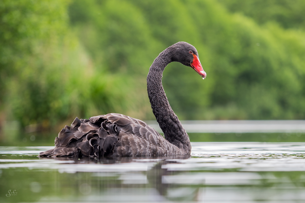 *** Black Swan *** #2