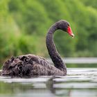 *** Black Swan *** #2