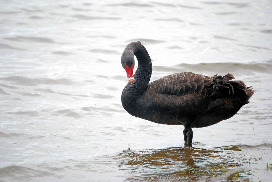 Black Swan 2