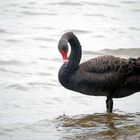 Black Swan 2