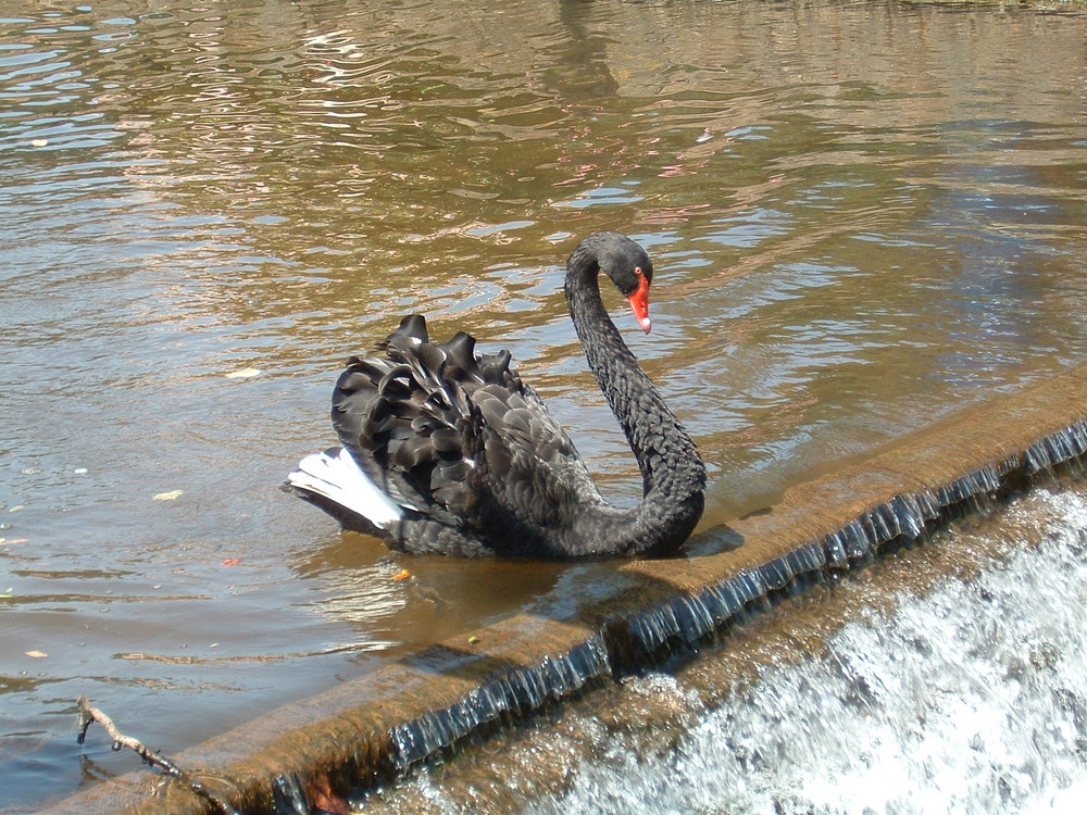 Black Swan