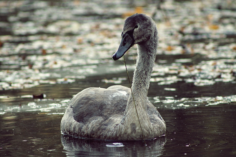 black swan