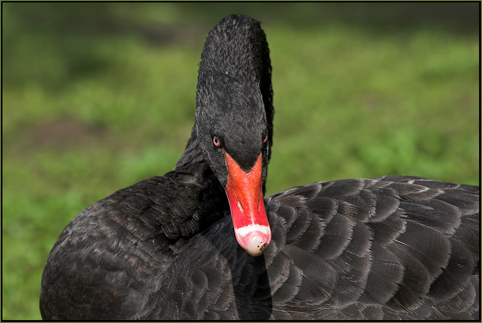 Black Swan