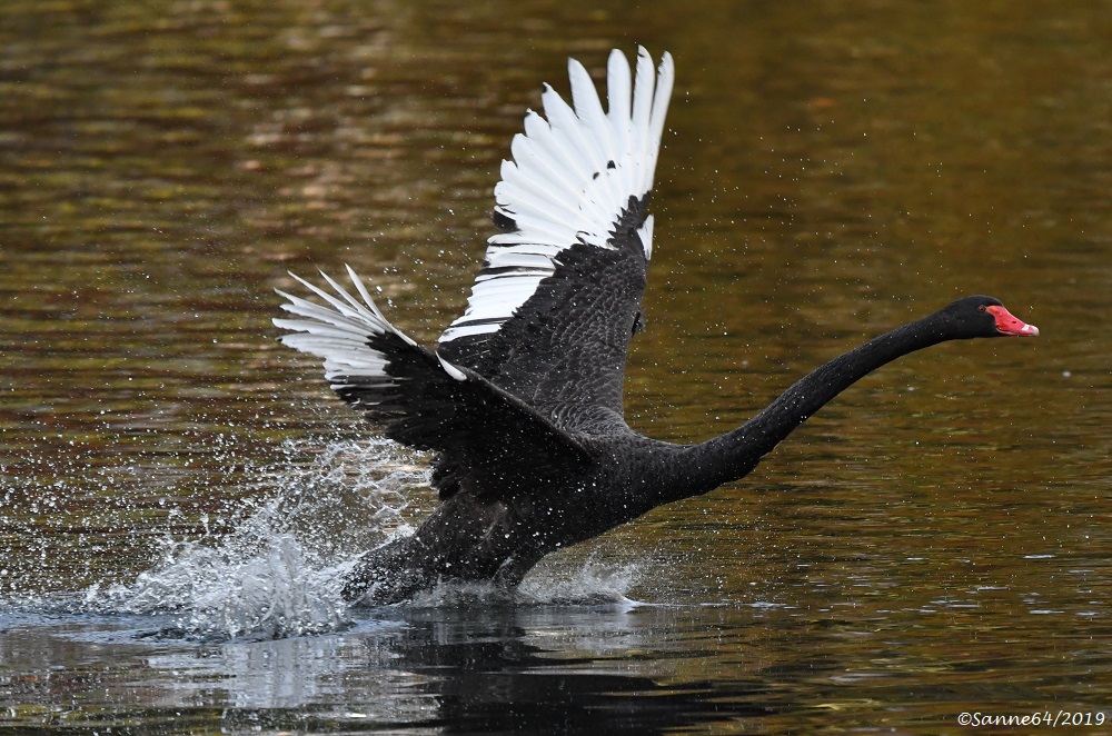 Black Swan