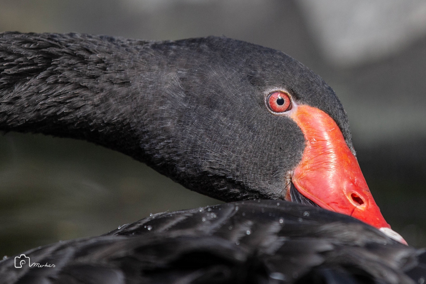 Black Swan