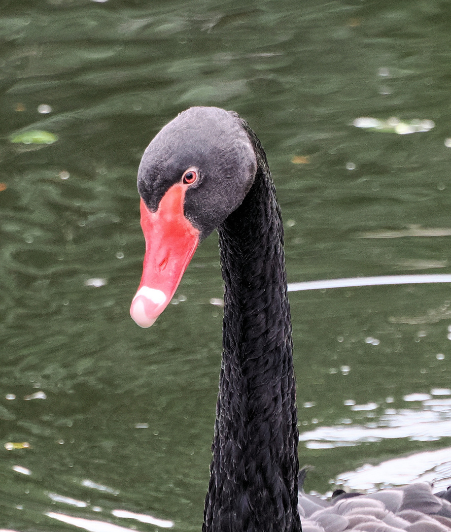 Black Swan 