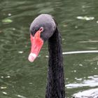 Black Swan 