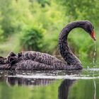 *** Black Swan *** #3