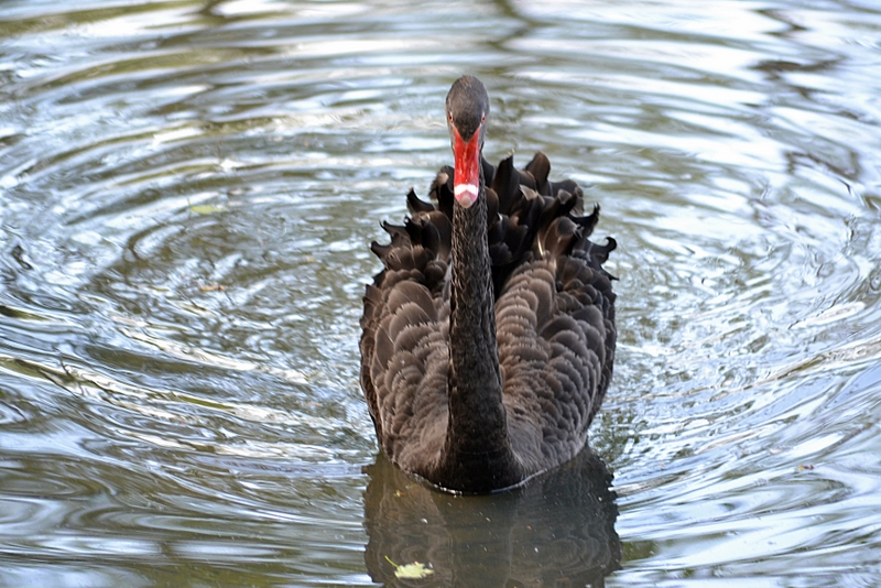 Black Swan