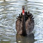 Black Swan