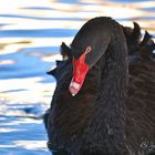 black swan