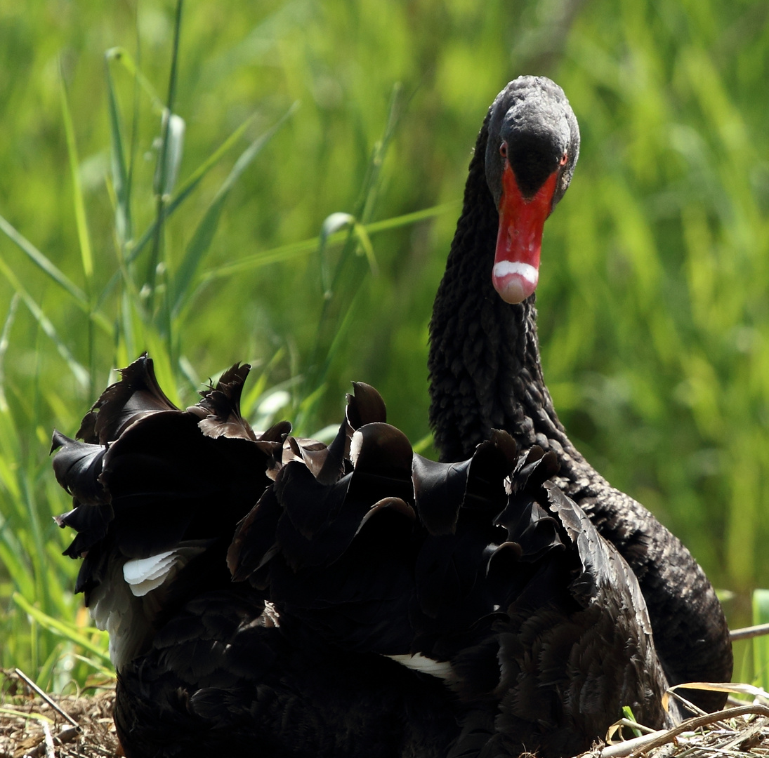 Black Swan