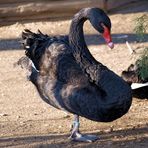 Black swan....
