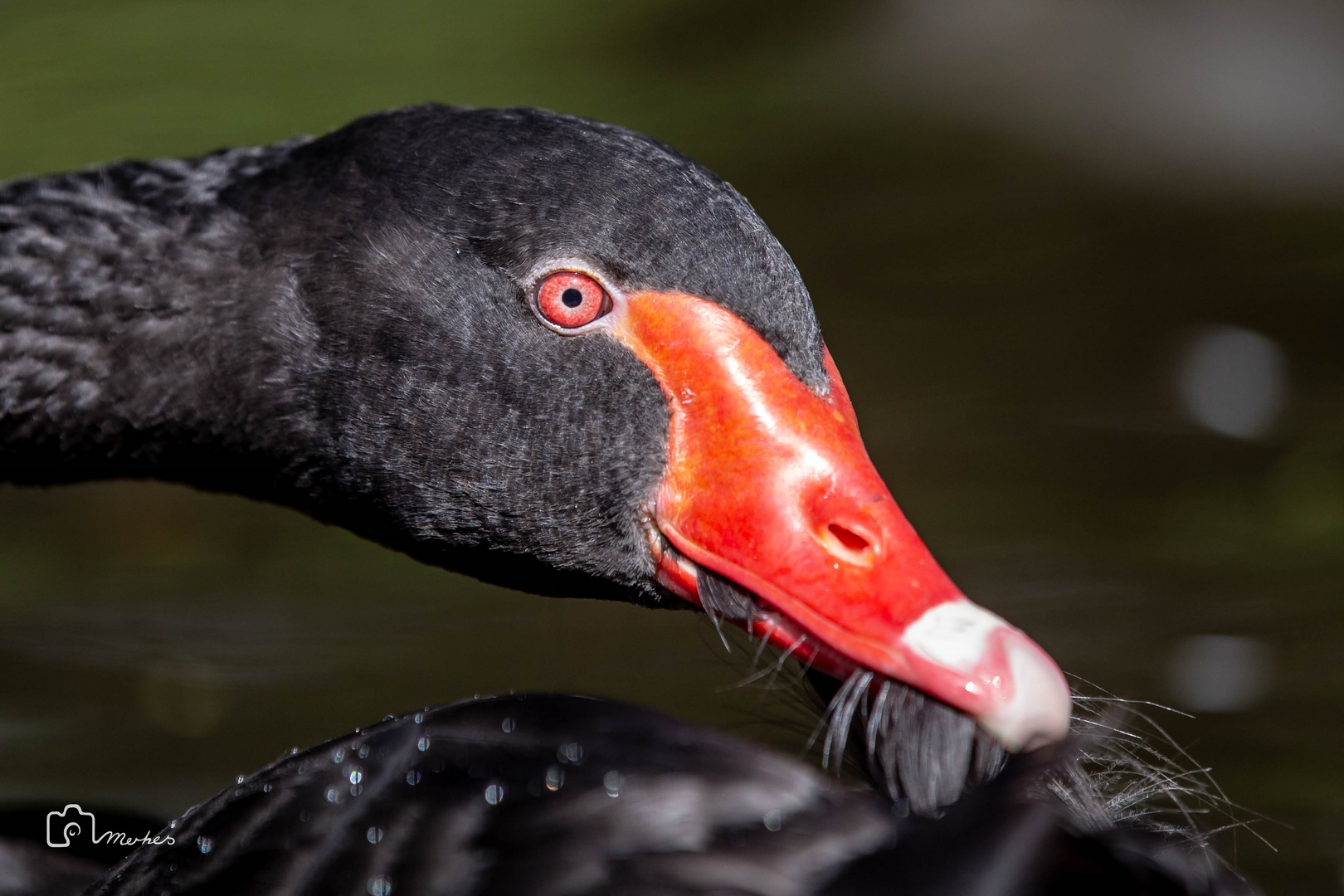 Black Swan