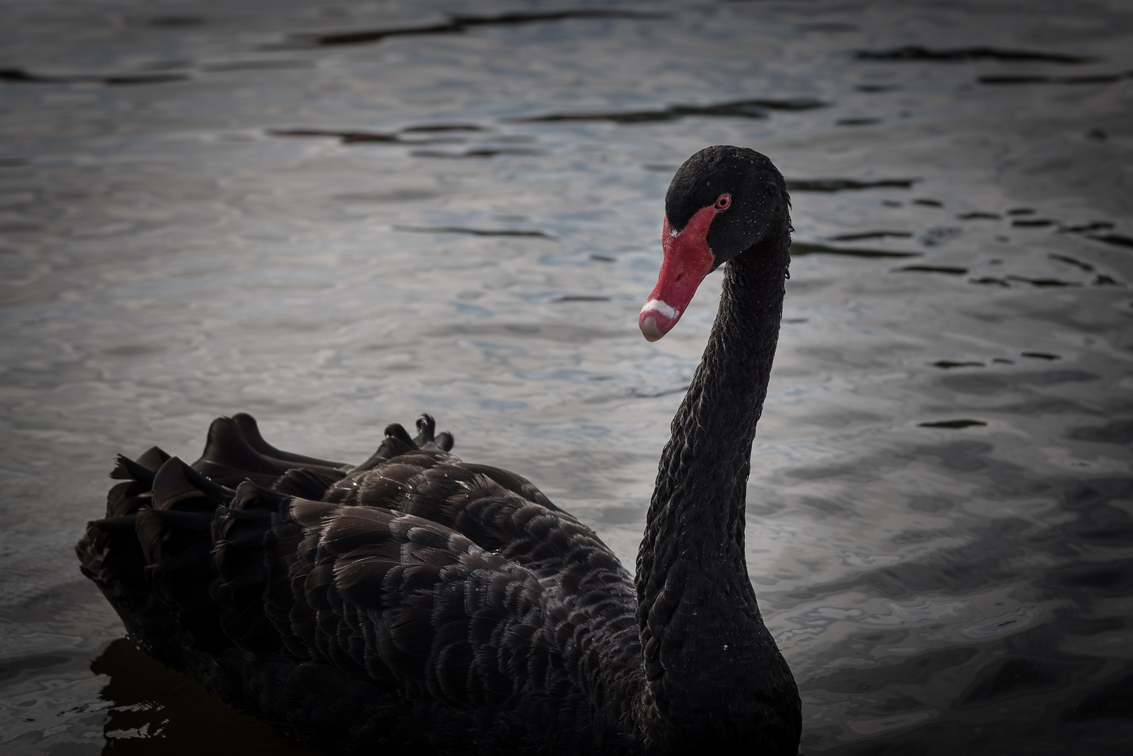 Black-Swan