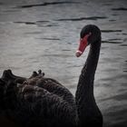 Black-Swan