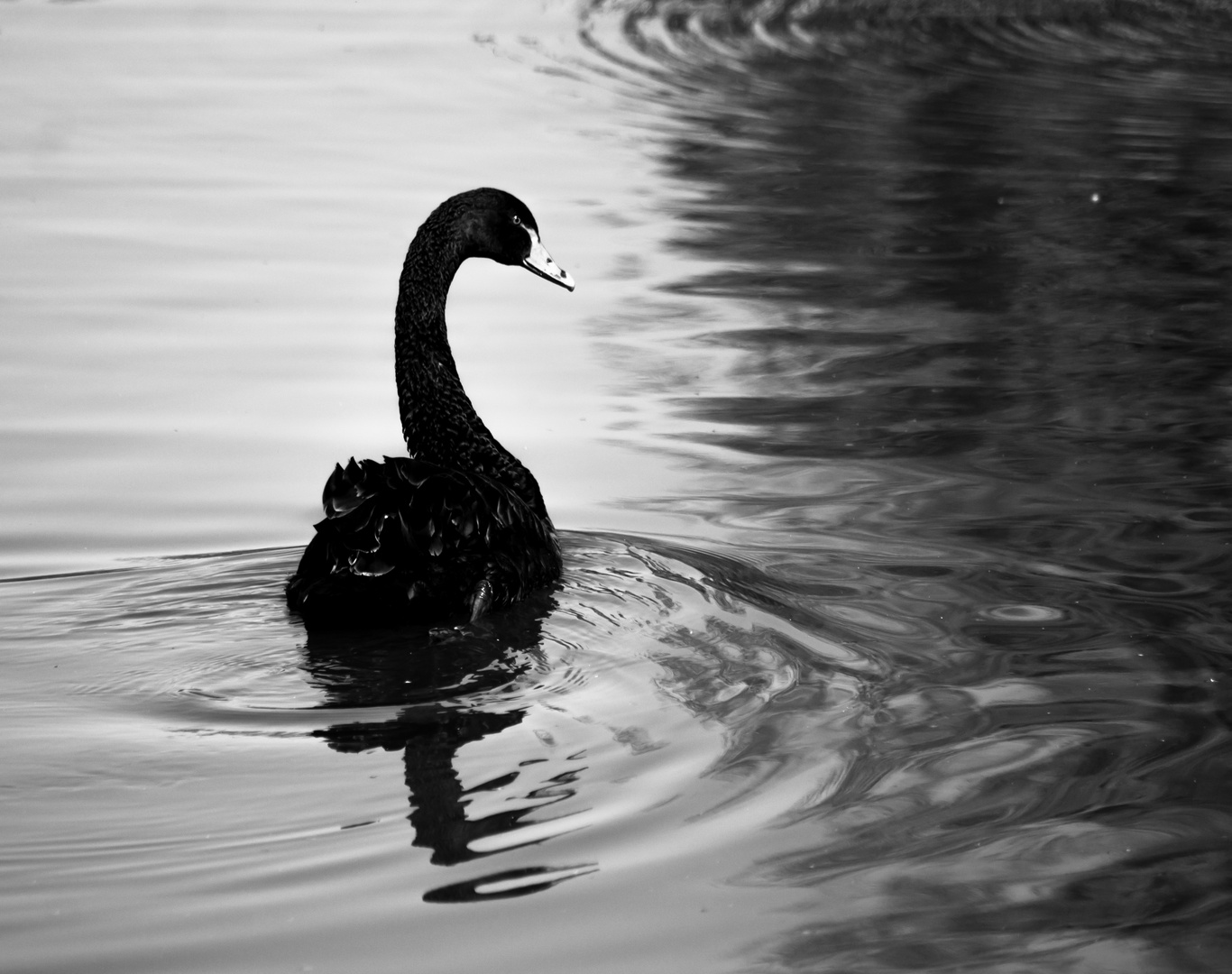 black swan