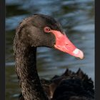 Black Swan