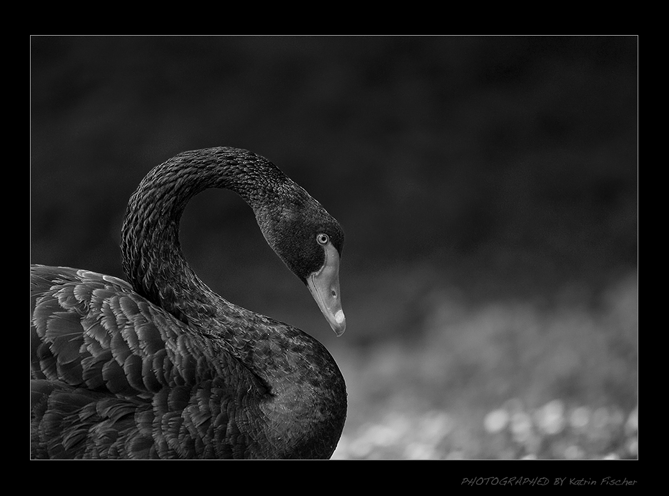 :::.black swan ::::