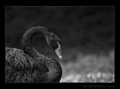 :::.black swan ::::