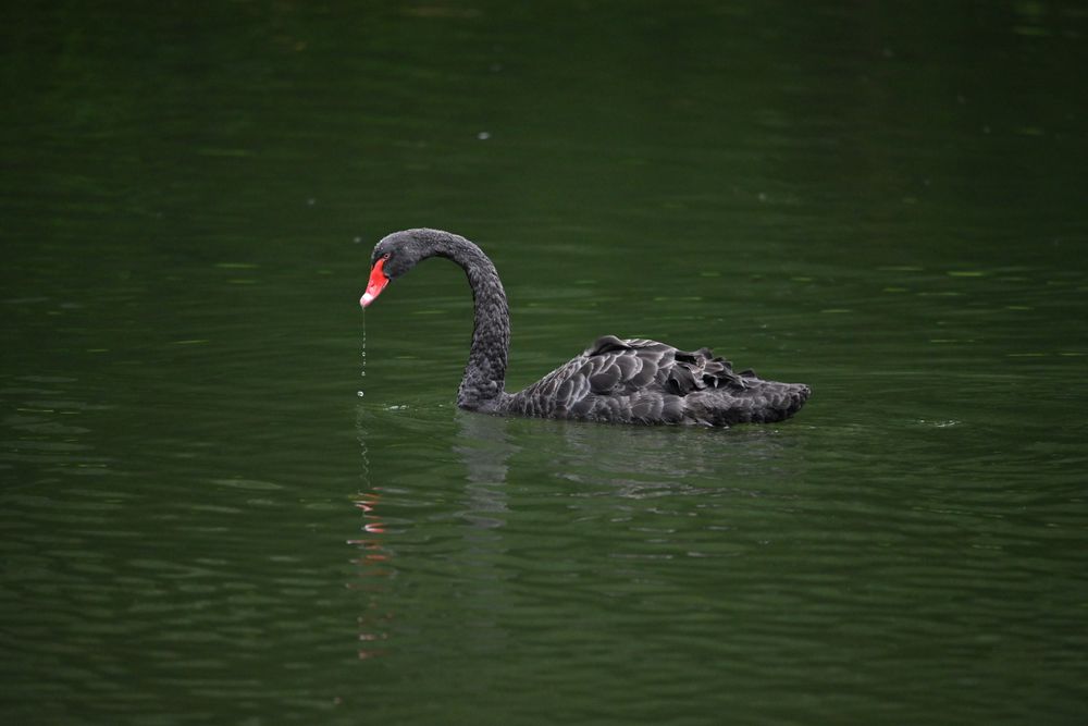 Black Swan