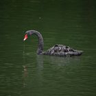 Black Swan