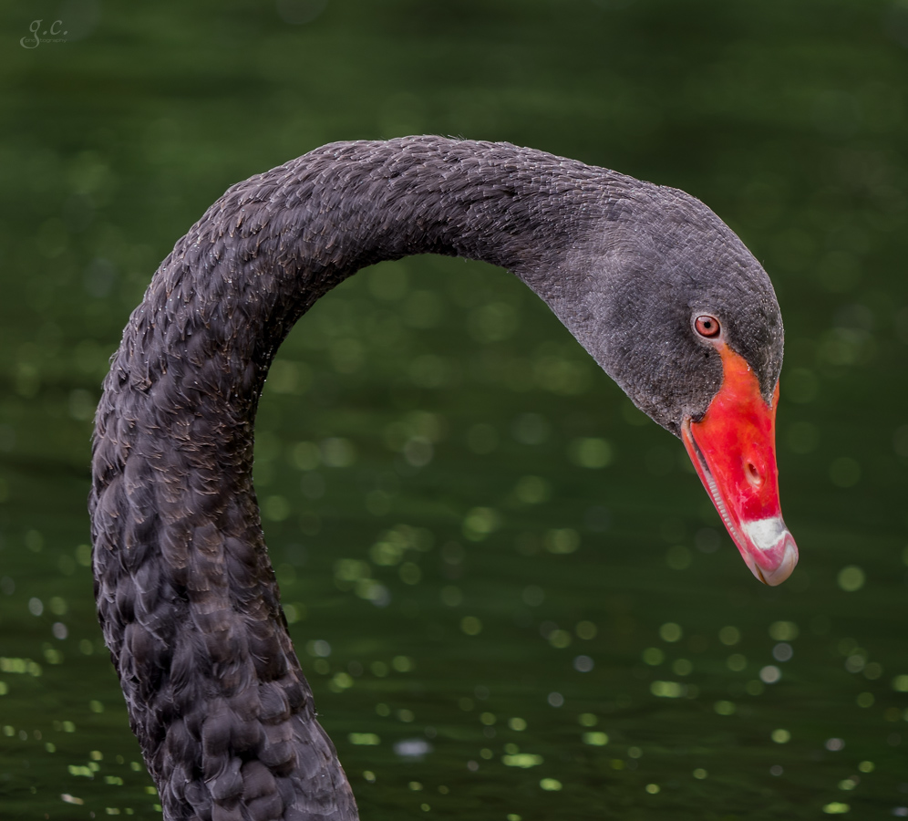 *** Black Swan ***