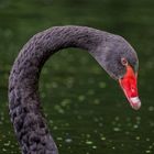 *** Black Swan ***