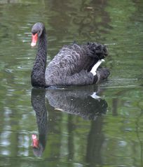 Black Swan