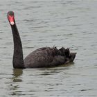 Black swan.....