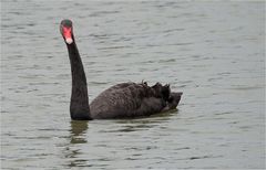 Black swan.....