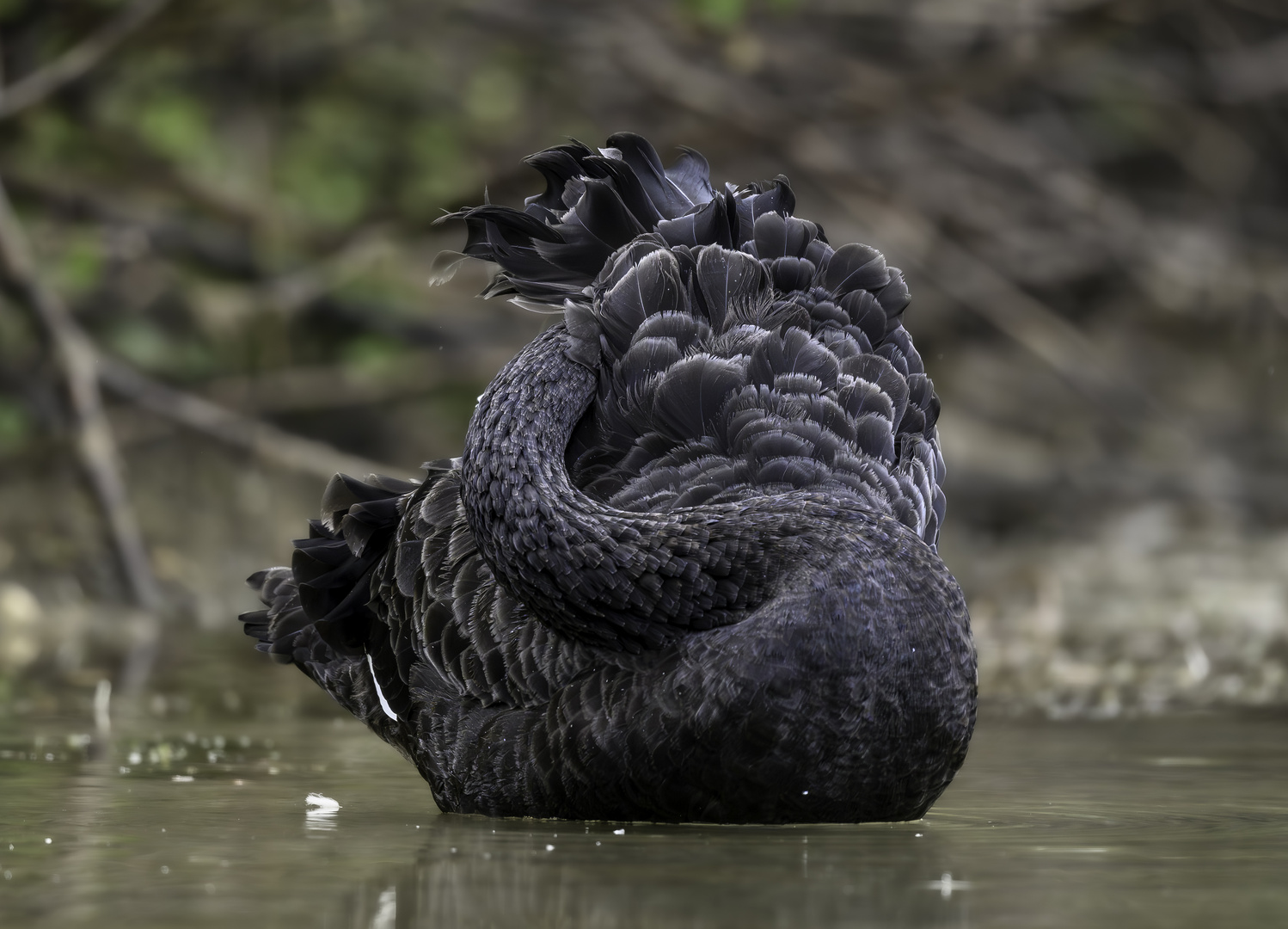 Black swan